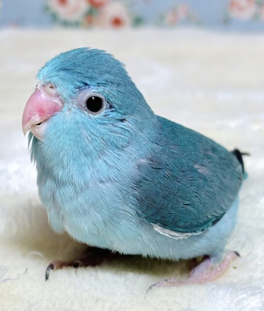 マメルリハ ブルー 女の子 ️🩵🦋♡∗*ﾟ