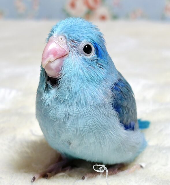 マメルリハ ブルー 男の子 💙🐳☆*。