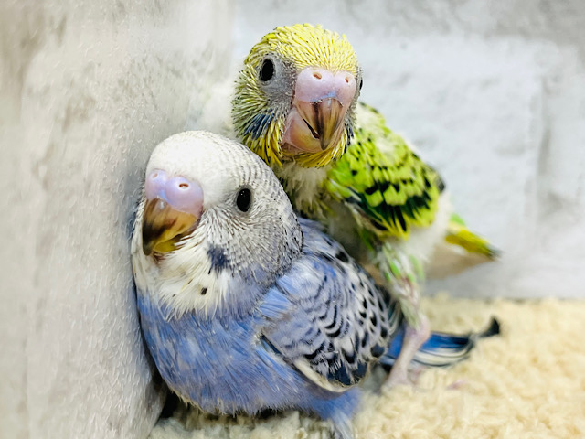 【あと1羽🪶】仲良し‪☆オパーリン兄弟‪☆セキセイインコ ヒナ