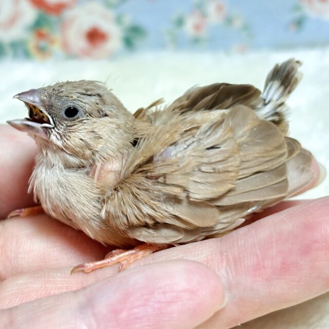 キンカチョウ  シナモン  🤎💛🧡🐥.*˚