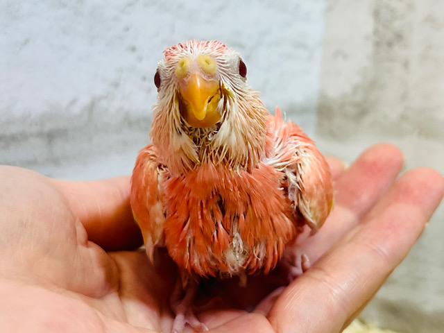 魅力的なカラー🩷一目見たら忘れられないっ♡アキクサインコ(ルビノー) ヒナ