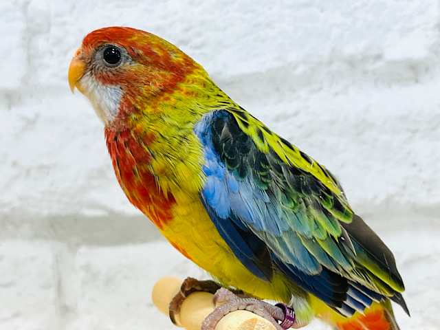 静かに、じぃーーーっと🫧ナナクサインコ💐