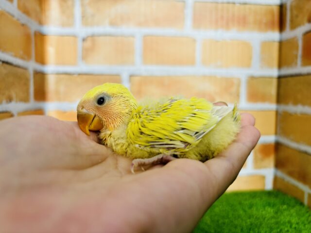 狭いところが好き💖小桜インコさん