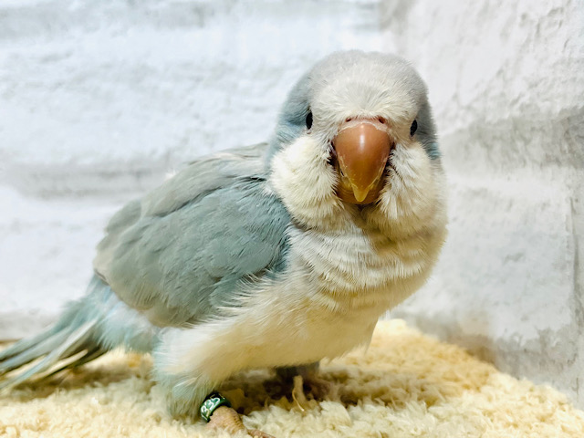 【最新画像・動画更新🪄】水色の天使🧚‍♂️🫧オキナインコ(ブルーオパーリン) ヒナ