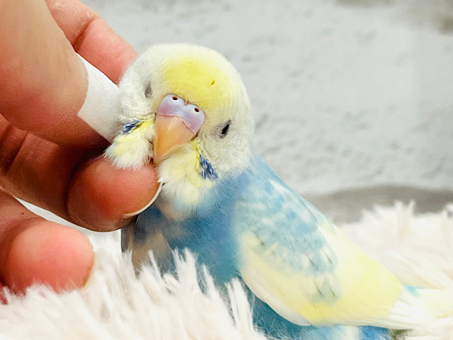 【最新画像更新🪄】儚い系🫧見守り隊募集中👷‍♀️セキセイインコ(パステルレインボーパイド) ヒナ