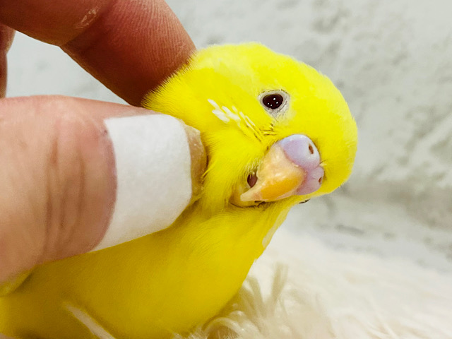 【最新画像更新🪄】ピタッと☆よりそう～　透明感たっぷり赤い瞳のセキセイインコ～　クリームルチノーっ