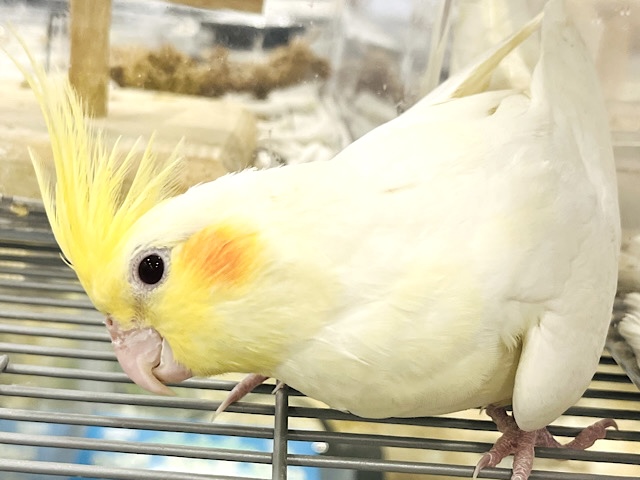 【動画更新🪄】感情の赴くままに〜🫧オカメインコ(ルチノー)