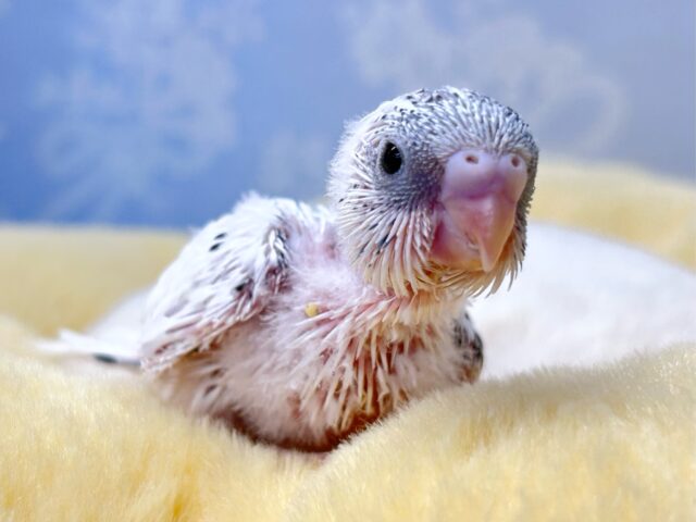 まっしろ綺麗✨セキセイインコ( 白色ハルクイン) 2024年 6月生まれ