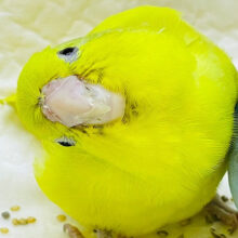 【最新画像更新🪄】将来は甘えん坊になる予感♡マメルリハインコ（アメリカンイエロー）女の子