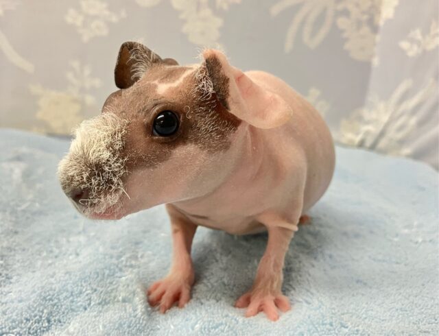 ムチムチピンク🩷 ~白いフワフワを添えて~ スキニーギニアピッグ(2024年5月生まれ女の子)