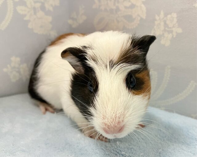 ツヤッツヤのみっけみけ🧡🖤🤍 クレステットモルモット(2024年5月生まれ)