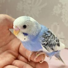 ‎✨最新画像✨️🤍空色カラー🩵セキセイインコ(パイド) 2024年6月生まれ