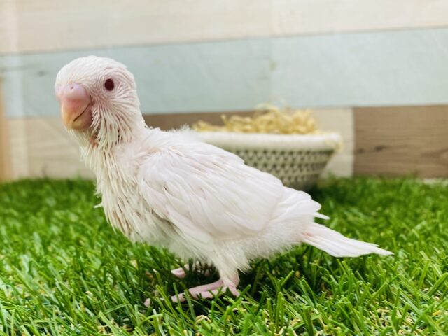 美しい真っ白さんです❤️セキセイインコのアルビノ✨