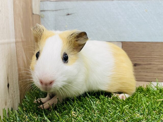 ハムスターじゃないよ‼️優しいお色のプイプイモルモット🧡