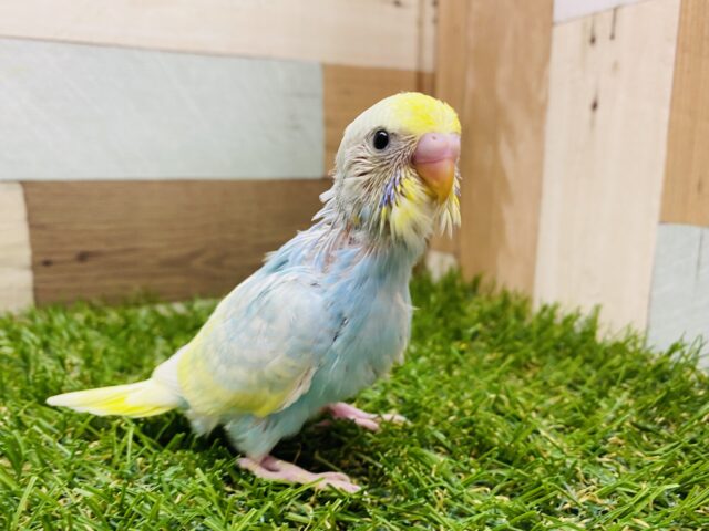 優しくあわ〜くて可愛すぎます🩵セキセイインコパステルレインボー🌈