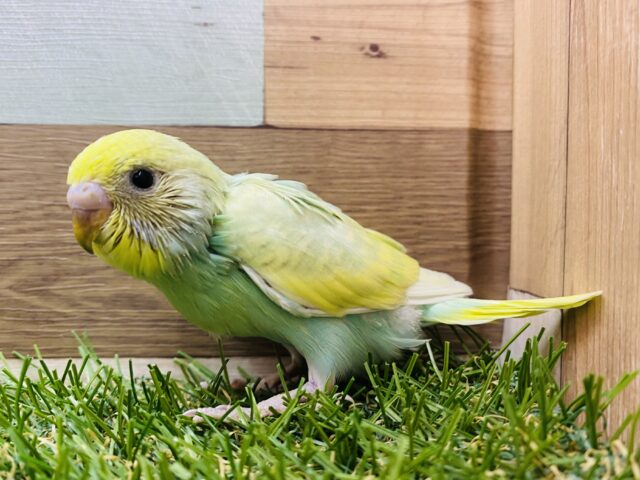 ふんわり輝くエメラルドグリーン✨セキセイインコパステルカラーレインボー💚💛