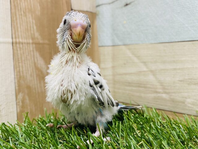 立派なごま塩ちゃんになってくれるかな🤍セキセイインコ白ハルクイン‼️