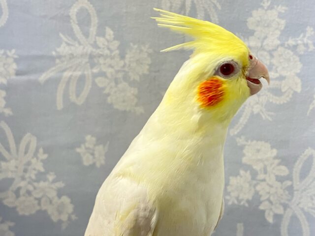 もっちり真っ白美人ちゃん😘‎🤍 オカメインコ(ルチノー2024年3月生まれ)