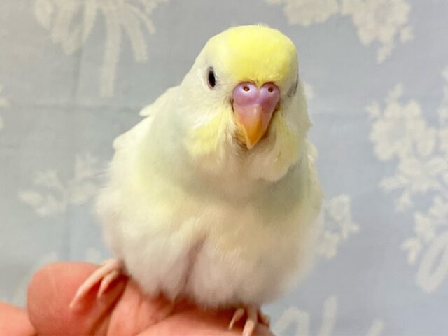 ✨最新画像✨優しいお色☺️セキセイインコ(クリーム) 2024年6月生まれ