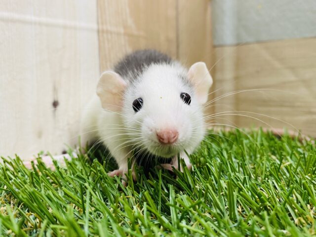 ふわっと優しいお顔がチャーミング😊💕ファンシーラット女の子❗️