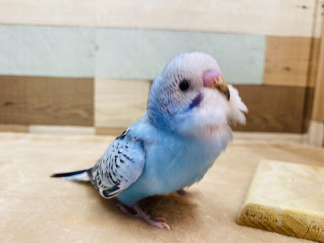 最新画像有ります✨暑い夏を吹き飛ばす涼しカラー🩵セキセイインコのオパーリン！！