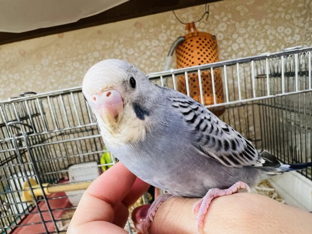 カキカキできるよ♡珍しいグレーオパーリンのセキセイインコ