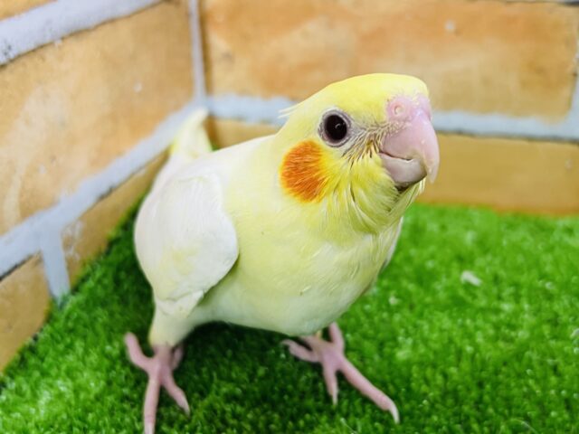 ①ピカピカ🎶おっきな赤ちゃん♡オカメインコ（ルチノー）