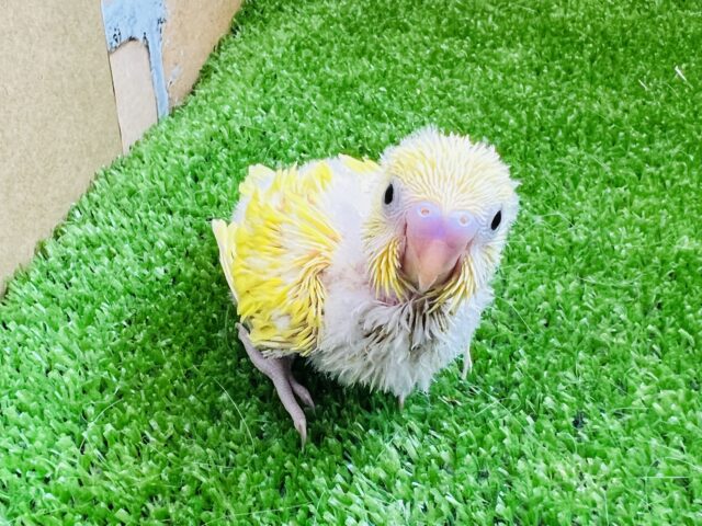 ヒヨコじゃないよ！ダブルファクターのセキセイインコの雛です♡
