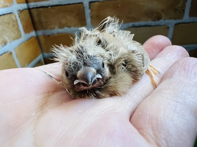 もっさりヘアー🎶色変わりキンカ鳥入舎です