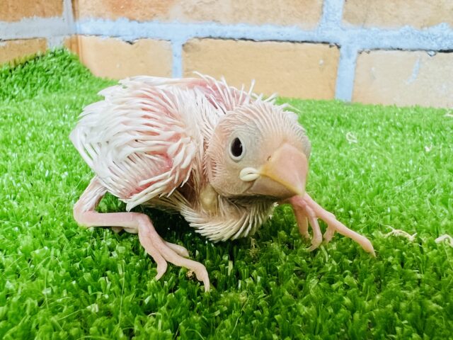 純粋な瞳♡白文鳥の雛入舎しました！