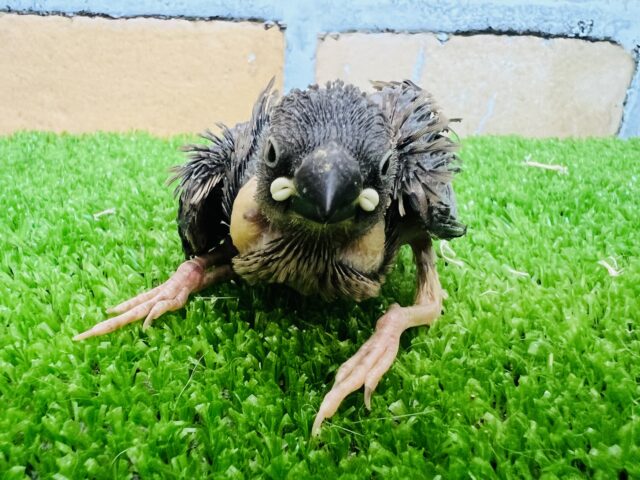 元気いっぱい♡桜文鳥の雛が入舎しました☆