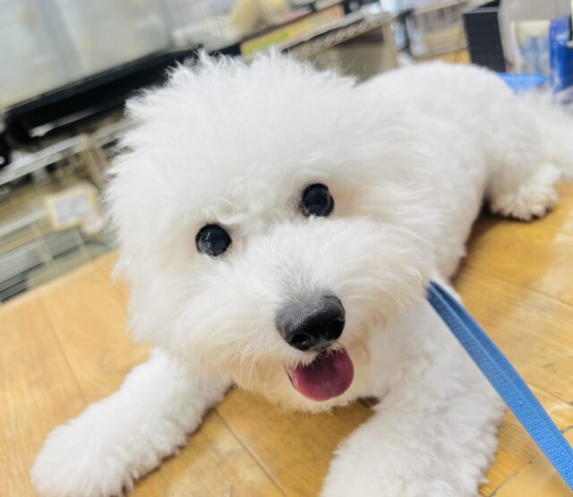 なでなで激カワ動画あります🎥もこふわ💖ビションフリーゼのmix犬がきました！！