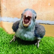 綺麗なブルーが涼やか🎶マメルリハ（ブルー）の男の子☆