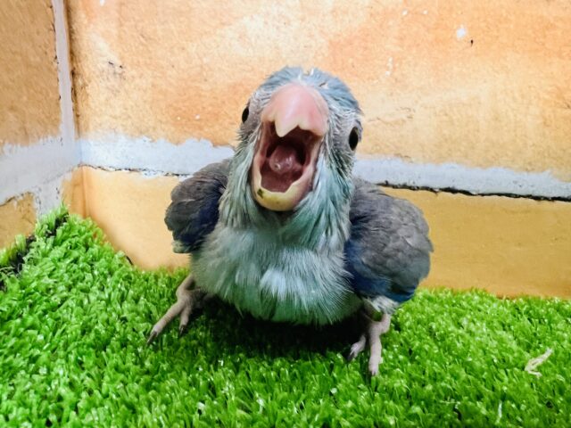 綺麗なブルーが涼やか🎶マメルリハ（ブルー）の男の子☆