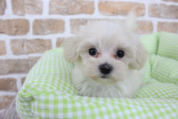 シッポでお空を飛べたらいいな✈️💨🌈MIX（トイプードル×マルチーズ）・女の子！