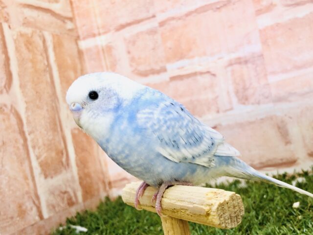 美しい青空カラー・・・　セキセイインコ