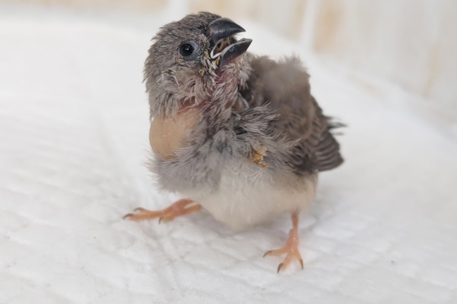 元気いっぱい！ごはん大好き～🐣 キンカチョウ