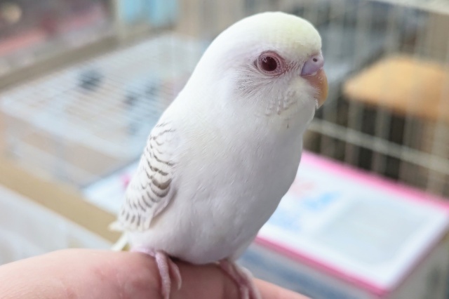 🌟最新画像🌟 クリーミー神秘的な色合い~✨ セキセイインコ(ファロー) 🌟最新画像🌟 クリーミー神秘的な色合い~✨ セキセイインコ(ファロー)