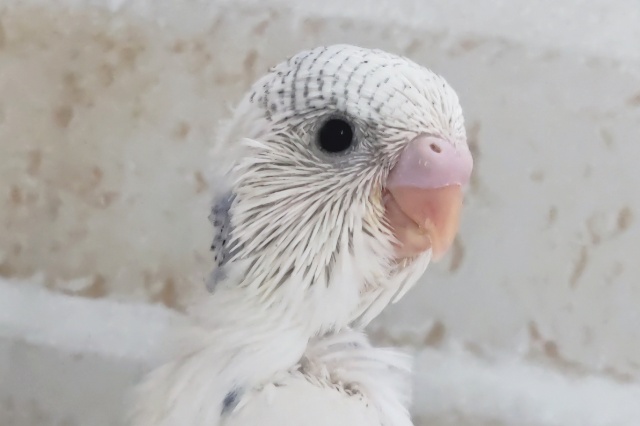 キレイな白が魅力的～🤍 セキセイインコ(色変わり)