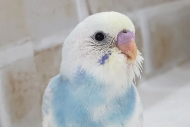 魅力たっぷりさん降臨～🩵 セキセイインコ(パステルレインボーパイド)