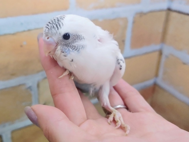 ごましおカラー✨セキセイインコのヒナ(白ハルクイン)入荷しました❤