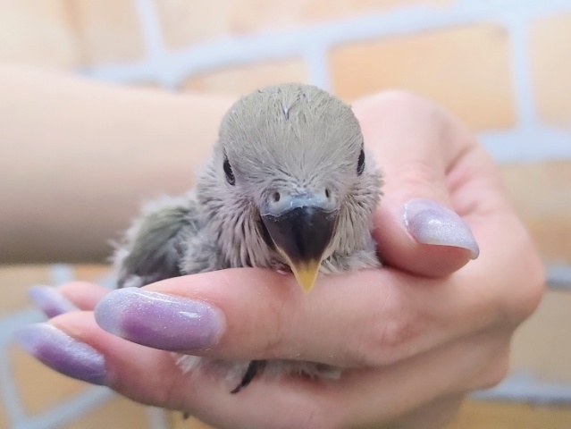 クールビューティ✨コザクラインコのヒナ(モーブ)入荷しました❤