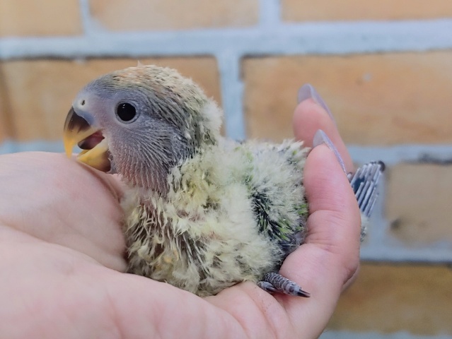 わたわた☁コザクラインコのヒナ(オパーリン)入荷しました❤
