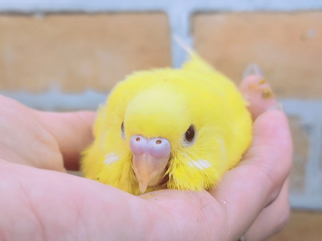 黄色が映える✨セキセイインコのヒナ(ルチノー)入荷しました❤