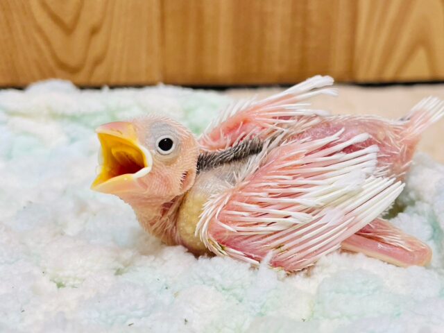 これから真っ白になるよ🐣白文鳥　ヒナ
