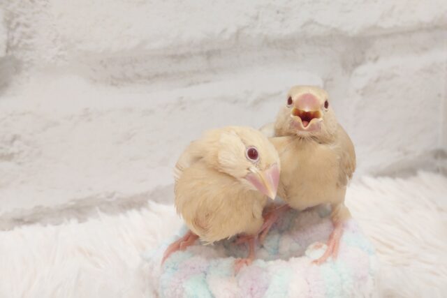 【動画更新🪄】ななめ視線が☆☆　この破壊力っ！！　　シナモン文鳥～～ず♫