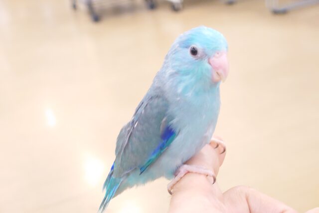 最新画像になります☆　わた毛？？　もう卒業だよ　マメルリハインコ　ブルー～～