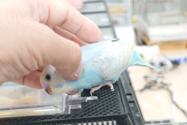 【動画更新🪄ひとり餌‪☆】最新画像になります☆　将来の夢は探検家🕵️‍♀️セキセイインコ(イエローフェイスレインボー) ヒナ