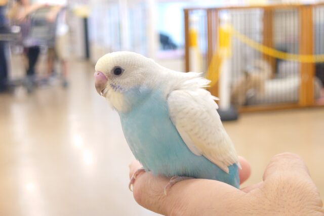 最新画像になります☆　ｶｷｶｷ大好き～～♪　セキセイインコ(パステルレインボースパングル) ヒナ