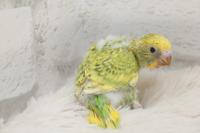 隠れるが隠れるになってない～　セキセイインコ　イエロースパングル～～